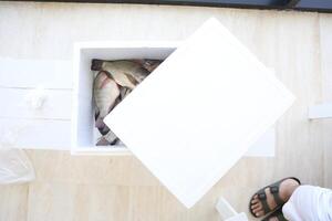 fish tilapia, Nile tilapia fish, fish swimming, Fresh raw fish, Fish tanks, fish farming photo