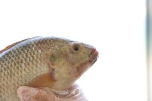 fish tilapia, Nile tilapia fish, fish swimming, Fresh raw fish, Fish tanks, fish farming photo