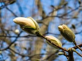 Spring blue sky and white magnolia kobus flowers photo