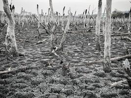 destruido mangle bosque escenario, mangle bosques son destruido y pérdida desde el expansión de hábitats. expansión de hábitats destrucción el Medio ambiente, manglares bosques degradación foto