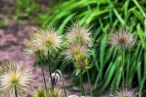 Beautiful blue primrose flowers, spring flowers, primrose Pulsatilla patens in Latin photo