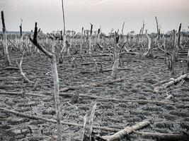 destruido mangle bosque escenario, mangle bosques son destruido y pérdida desde el expansión de hábitats. expansión de hábitats destrucción el Medio ambiente, manglares bosques degradación foto