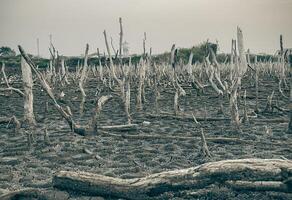 destruido mangle bosque escenario, mangle bosques son destruido y pérdida desde el expansión de hábitats. expansión de hábitats destrucción el Medio ambiente, manglares bosques degradación foto