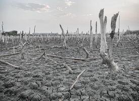 Destroyed mangrove forest scenery, Mangrove forests are destroyed and loss from the expansion of habitats. Expansion of habitats destruction the environment,mangrove forests degradation photo