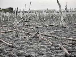 Destroyed mangrove forest scenery, Mangrove forests are destroyed and loss from the expansion of habitats. Expansion of habitats destruction the environment,mangrove forests degradation photo