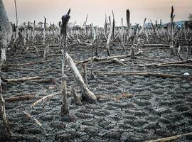 destruido mangle bosque escenario, mangle bosques son destruido y pérdida desde el expansión de hábitats. expansión de hábitats destrucción el Medio ambiente, manglares bosques degradación foto