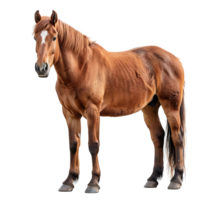 horse on isolated background png