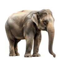 Elefant auf isoliert Hintergrund png