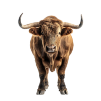 Bull on isolated background png