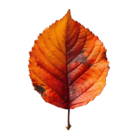 autumn maple leave on isolated background png