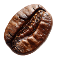 coffee bean on isolated background png
