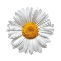 Marguerite fleur sur isolé Contexte png