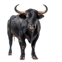 Bull on isolated background png