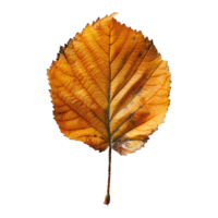 autumn maple leave on isolated background png