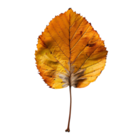 autumn maple leave on isolated background png