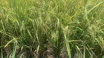 rice plants in the field with green and yellowing leaves photo