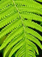 close up of fern leaves photo