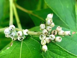 close up of some white flowers and small black ants photo