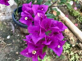 Purple paper flowers in pots on the ground photo