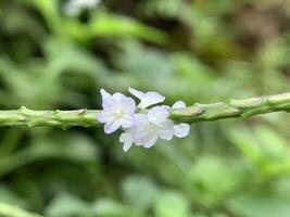 pequeño púrpura flores con blanco pétalos crecer en el planta foto