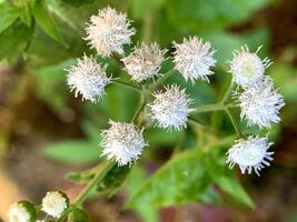 close up of white flowers photo