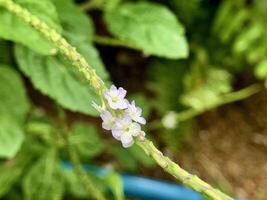 pequeño púrpura flores con blanco pétalos crecer en el planta foto