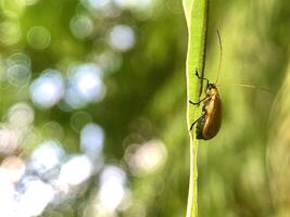 an insect is sitting on a leaf in the sun photo