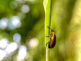 un insecto es sentado en un hoja en el Dom foto