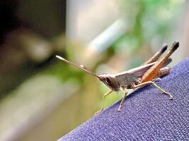 Leaf grasshoppers or the Latin suborder caelifera sit on a cloth photo