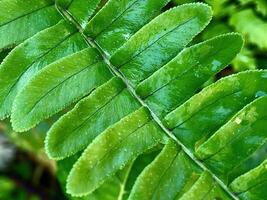 close up of green fern leaves with water drops on them, green leaves background photo