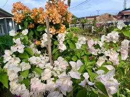 papel flores en el jardín con varios tipos de colores foto