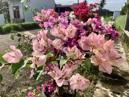 paper flowers in the garden with various types of colors photo