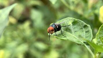 un mosca es sentado en un hoja con verde hojas foto