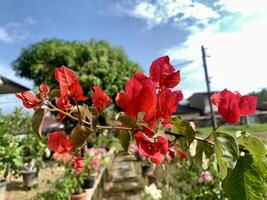 rojo papel flores en el jardín con azul cielo foto