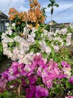 papel flores en el jardín con varios tipos de colores foto