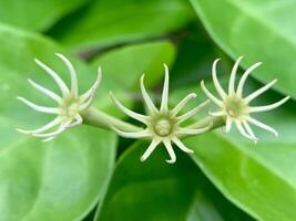 two flowers on a plant with green leaves photo