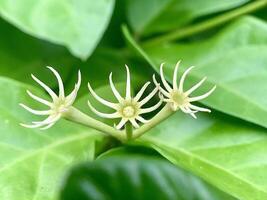 two flowers on a plant with green leaves photo