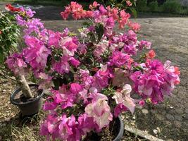 paper flowers in the garden with various types of colors photo