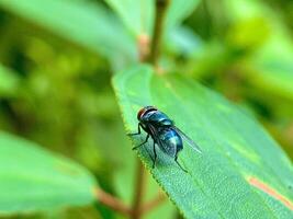 a fly with red eyes sitting on a leaf photo