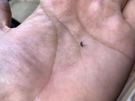 un pequeño mosquito en el palma de de alguien mano foto
