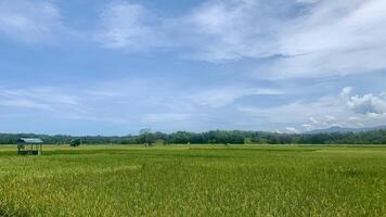 view of expansive rice plants with a bright blue sky photo
