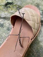 Pseudovates or praying mantises standing on sandals photo