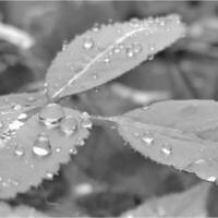 Dew drop of the water is the condensation of atmospheric water vapor on plants and surfaces. photo