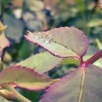 A drop may form when liquid accumulates at the end of a tube. photo