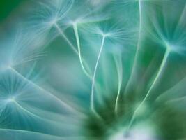 Blurred green abstract nature background. Spring summer selective focus dandelion background. Copy space photo