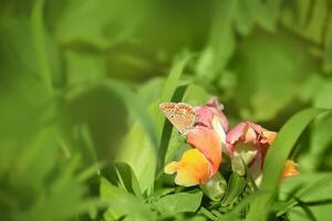 marrón Argos mariposa, aricia edadestis, temprano Mañana sentado en boca de dragón flor en césped en soleado día foto