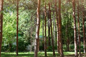 Green pine forest, park on sunny day, behind trees and bushes there is house. Rest in forest, lifestyle photo