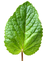 Realistic green mint leaf png