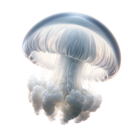 Illustration of white jellyfish png