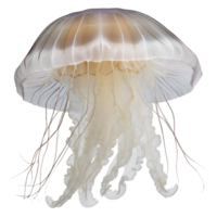 Illustration of jellyfish png